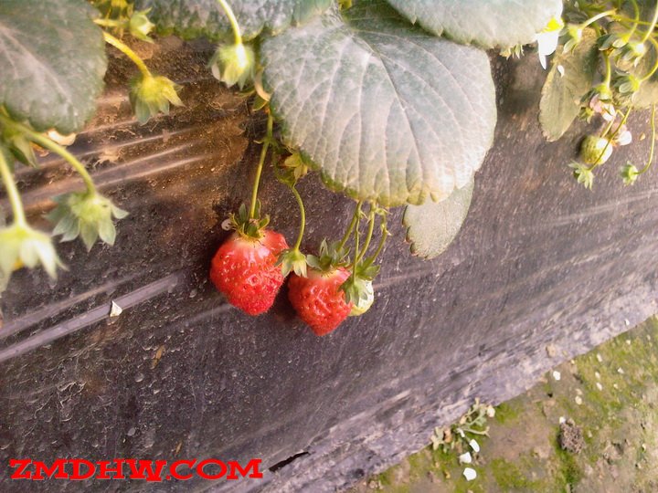 Ƭ-0032_СС.jpg